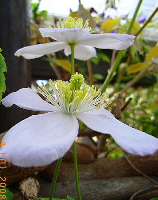 Clematis_monte_rubens.JPG