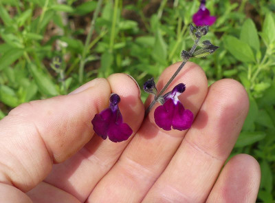2022-08-28 Salvia 1.jpg