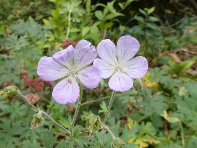 baby blue nachblüte.JPG