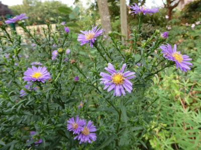 Aster Augustfreude.JPG