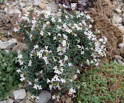 Daphne jasminea 19.08.22.JPG
