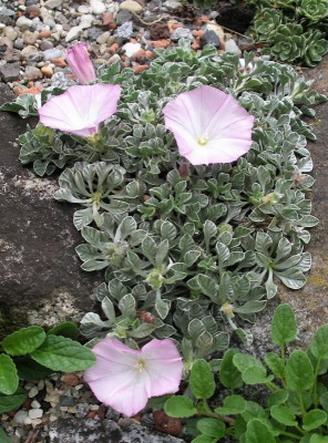 Convolvulus parnassicus 20.08.22.JPG