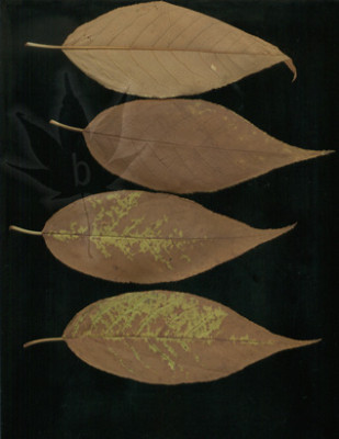 prunus_maackii_amber_b.jpg