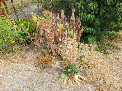 Eryngium planum.jpeg