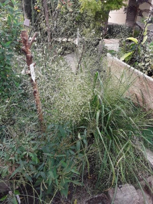 tricho.jpg