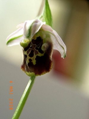 Ophrys-_holoserica_1.JPG