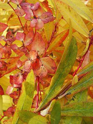 Euphorbia2kl.jpg