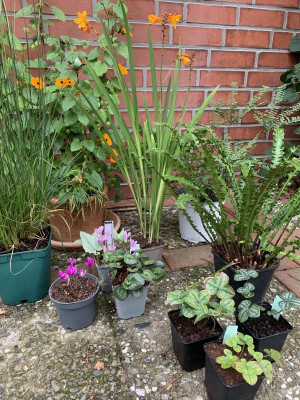 Garten.jpg