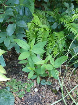 2022-08-29 Spigelia marilandica.jpg