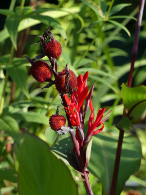 2022-08-29 Canna 1.jpg