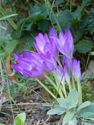 2022-08-29 Colchicum 'Apollo'.jpg