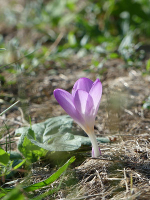 2022-08-29 Colchicum cilicicum 'Purpureum'.jpg