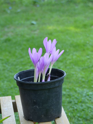 2022-08-29 Colchicum 'Lysismachius'.jpg