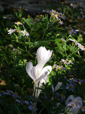 2022-08-29 Colchicum 'Innocence' 1.jpg
