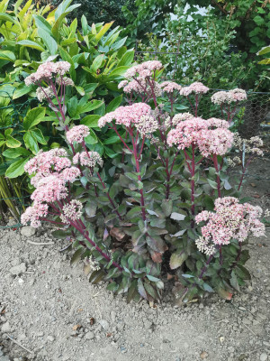 Sedum leicht.jpeg