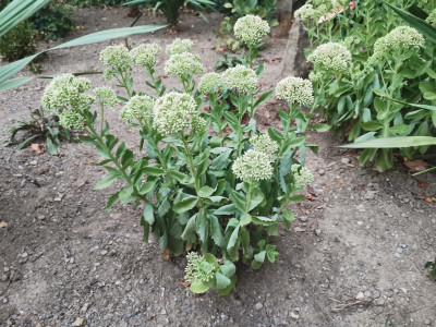 Sedum mittel.jpeg