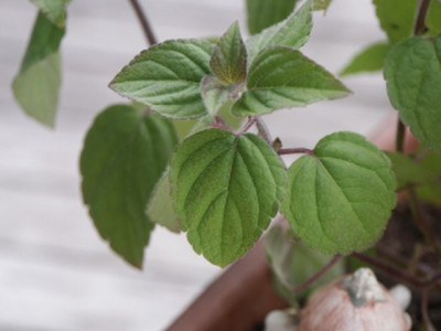 mandarinensalbei_01.jpg