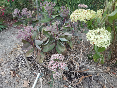 Sedum stark.jpeg