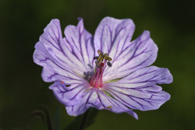 Geranium-malviflorum.jpg