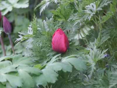 tulpe_crispa_200803.jpg