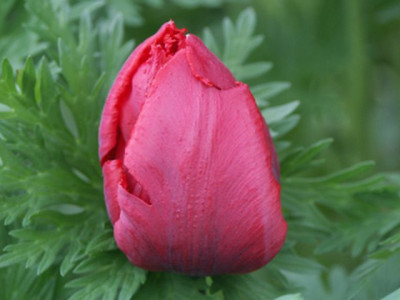 tulpe_crispa_200804.jpg