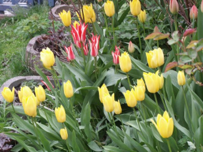 tulpen_200801.jpg