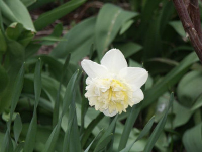 narzisse_200801.jpg