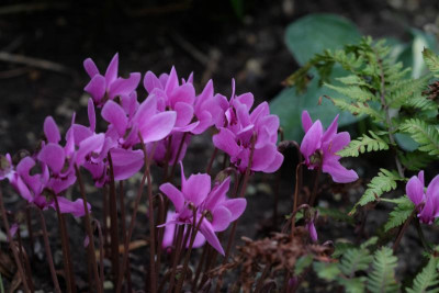 DSCF6840.JPG