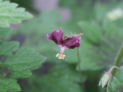 samobor_200801.jpg