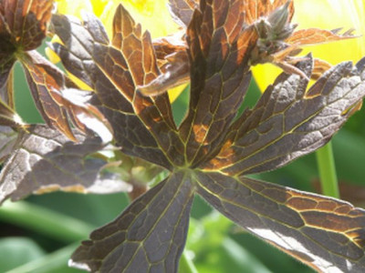 maculatum_elizabeth_ann_200801.jpg
