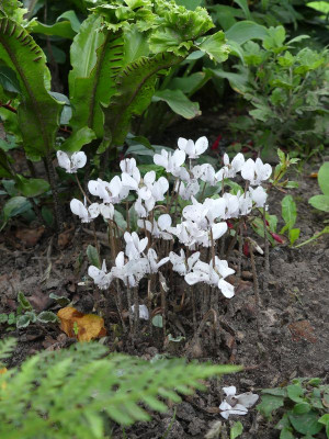 2022-08-31 Cyclamen hederifolium.jpg