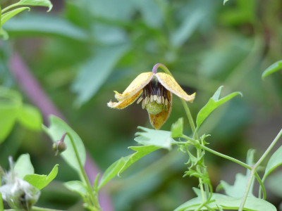 2022-08-31 Clematis ladakhiana.jpg