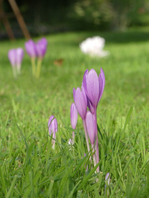 2022-08-31 Colchicum 'Nancy Lindsay'.jpg