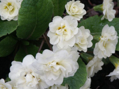 gef._primel_creme_200801.jpg