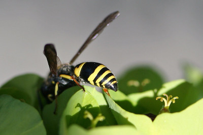 Insekt-auf-Euphorbia.jpg