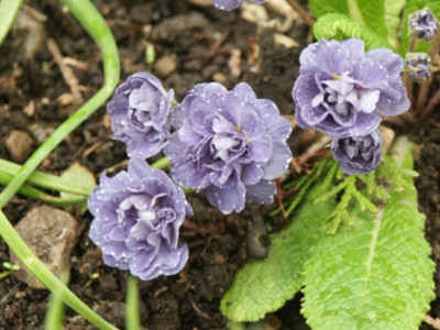 gef._primel_blau_200802.jpg