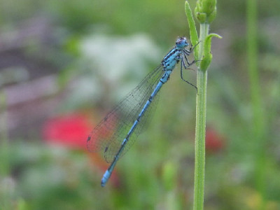 Libelle-KW.jpg
