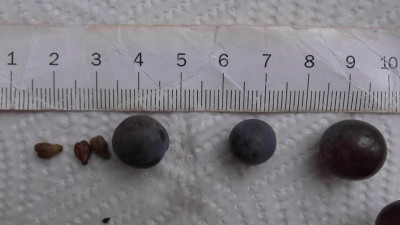S1100010.JPG