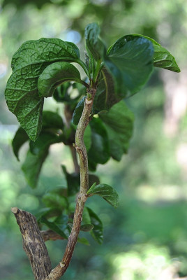 H.gewundenDSC_0951.jpg
