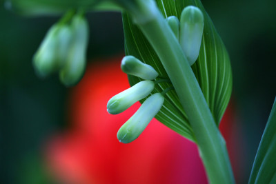 Polygonatum-vor-Tulpe.jpg
