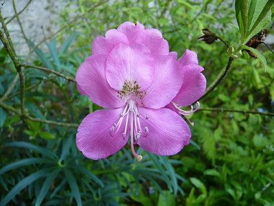 Rhododendron_albrechtii_fars_2008.jpg