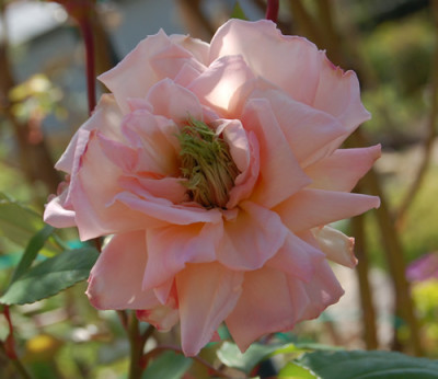 Franziska_Kruger_0010_DSC_2041.jpg
