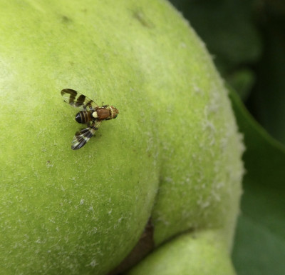 fruchtfliege1.jpg