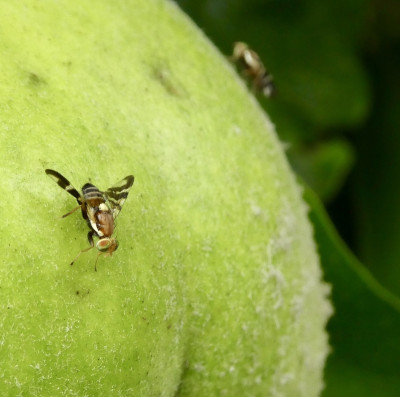 fruchtfliege3.jpg