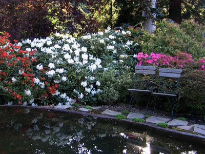 teich_spiegelung_01.jpg