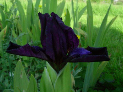 Samtpfotchen_DSCN2161.JPG