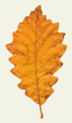 Quercus_prinus.jpg