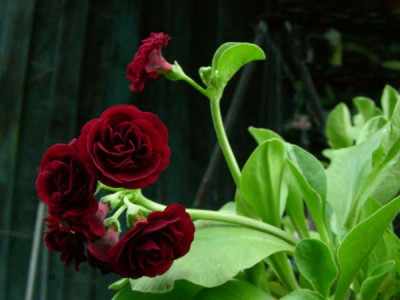 Crimson_Glow_DSCN2187.JPG