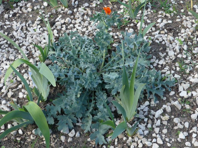 2022-09-02 Glaucium flavum var. aurantiacum 3.jpg