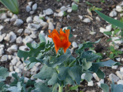 2022-09-02 Glaucium flavum var. aurantiacum 1.jpg